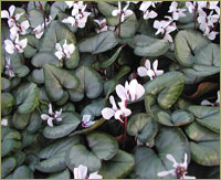 C.coum 'Maurice Dryden' image